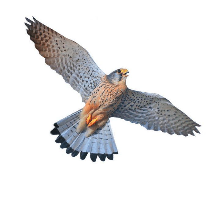 «Хищник 3» отпугиватель птиц визуальный фото