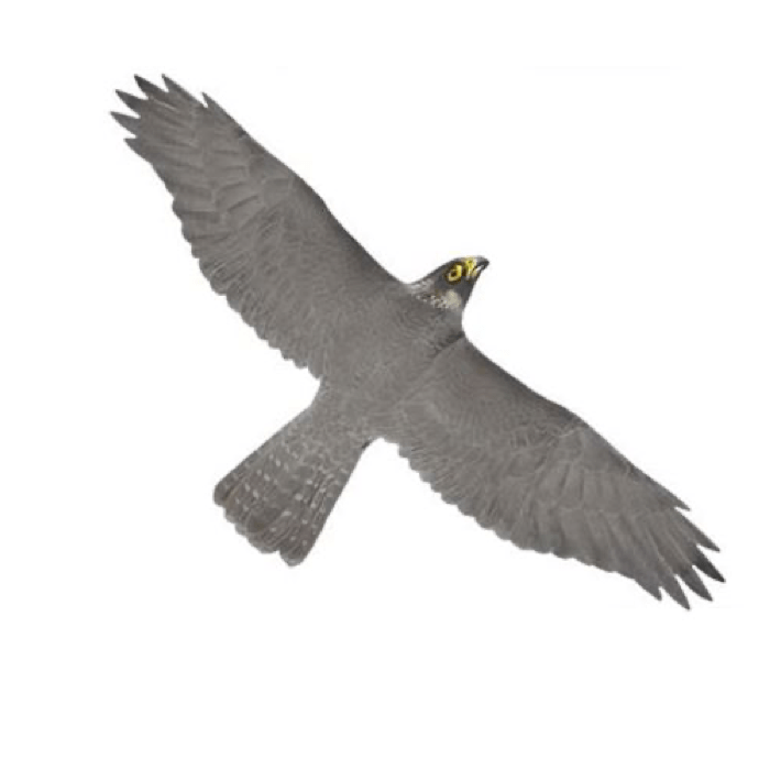 «Хищник 1» визуальный отпугиватель птиц фото