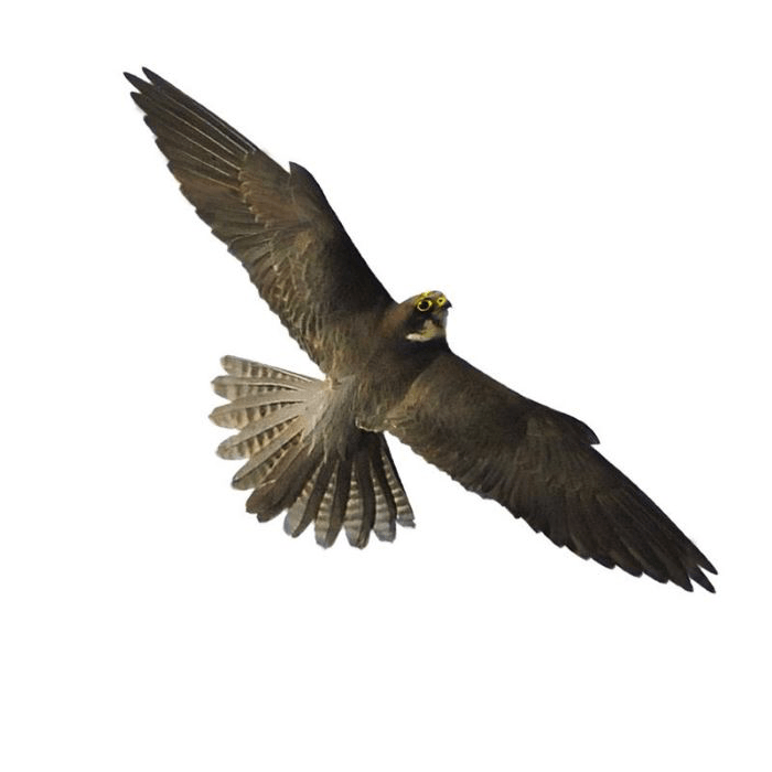 «Хищник 2» визуальный отпугиватель птиц фото